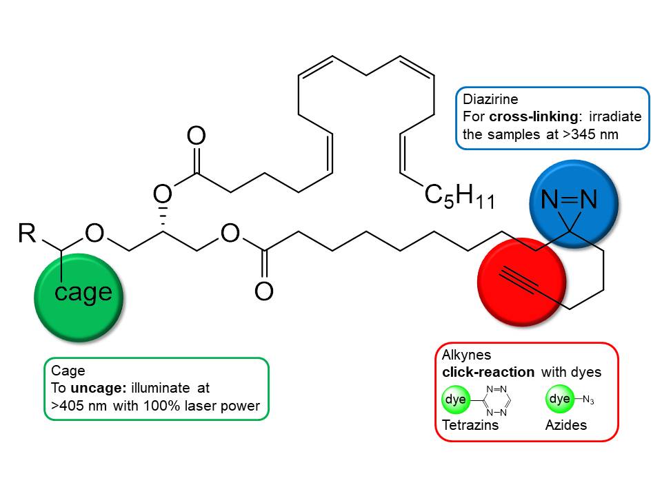 trifunctional lipids